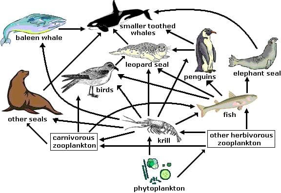 Marine food web — diagram